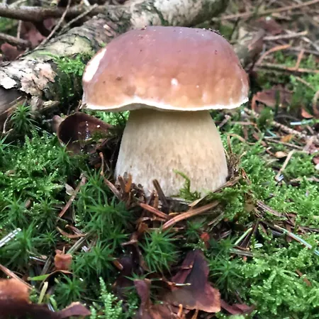 Alte Revierfoersterei * Borfink